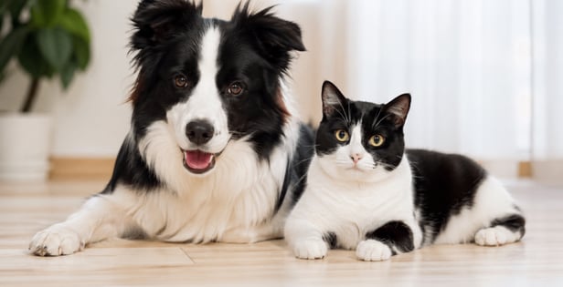 寵物保健推薦｜犬貓口腔＆神經保養人氣推薦